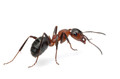 Pest Control London Ants
