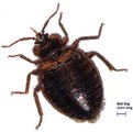 Pest Control London Bed Bugs