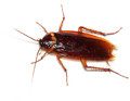 Pest Control London Cockroaches