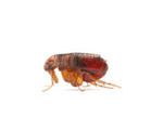 Pest Control London Fleas