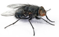 Pest Control London Flies