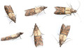 Pest Control London Moths