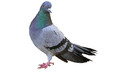 Pest Control London Pigeons