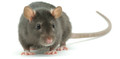 Pest Control London Rats
