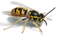 Pest Control London Wasps